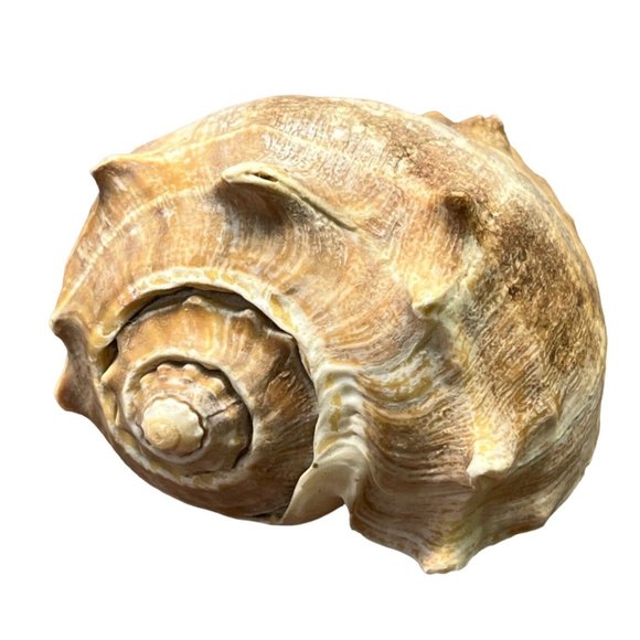 Vintage Whelk Conch Shell North Carolina Atlantic Ocean Nautical Beach Decor - Picture 1 of 6